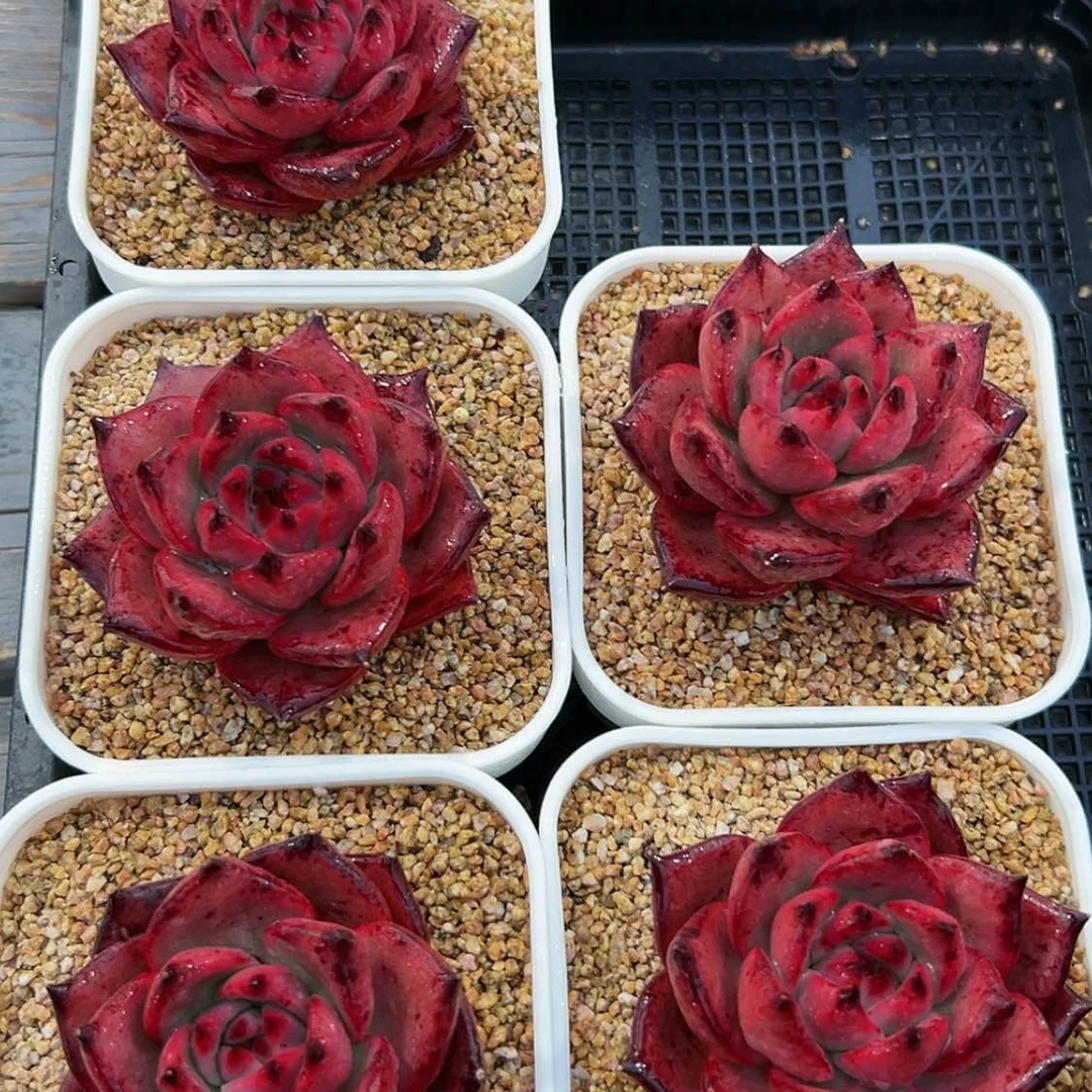 【闪购商品】红钻多肉