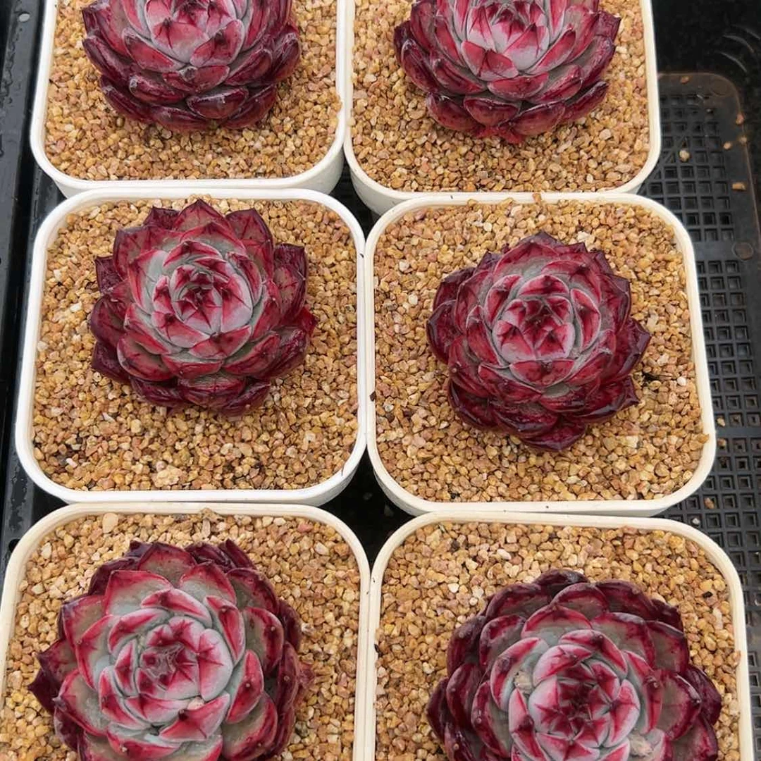 【闪购商品】原卡多肉