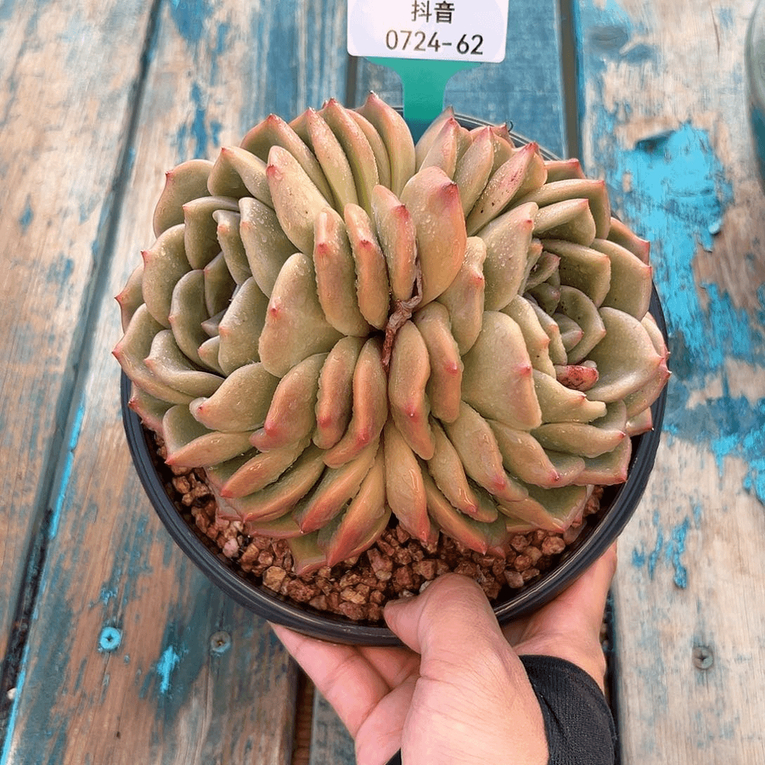 多肉一物一拍0724-62