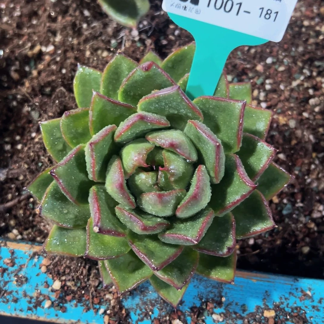 飞**天从前慢多肉精选编号1001.181