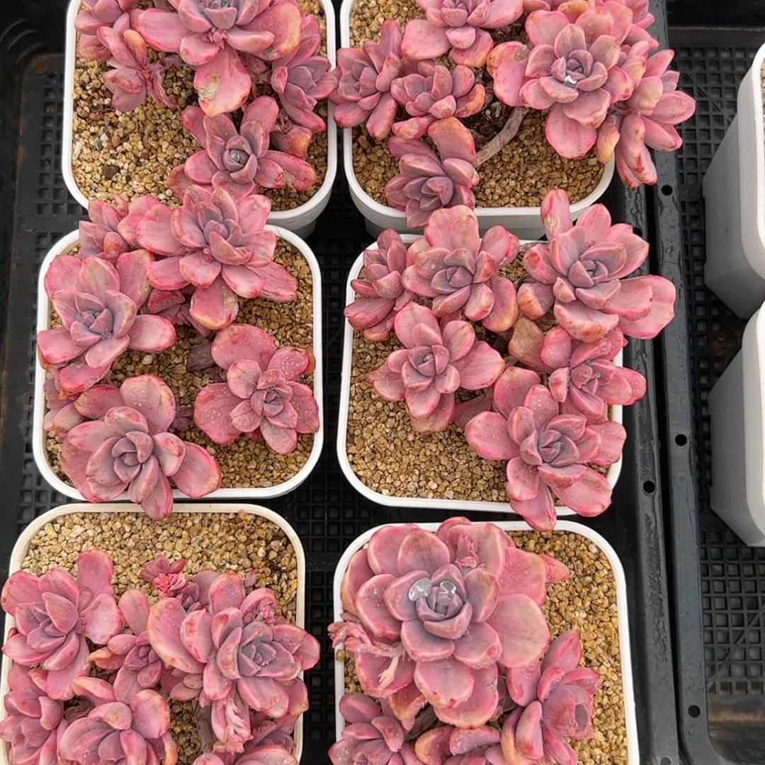 【闪购商品】彩虹糖锦
