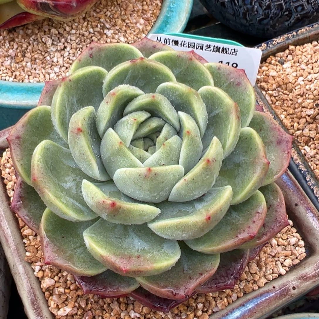 一物一拍编号0925-119