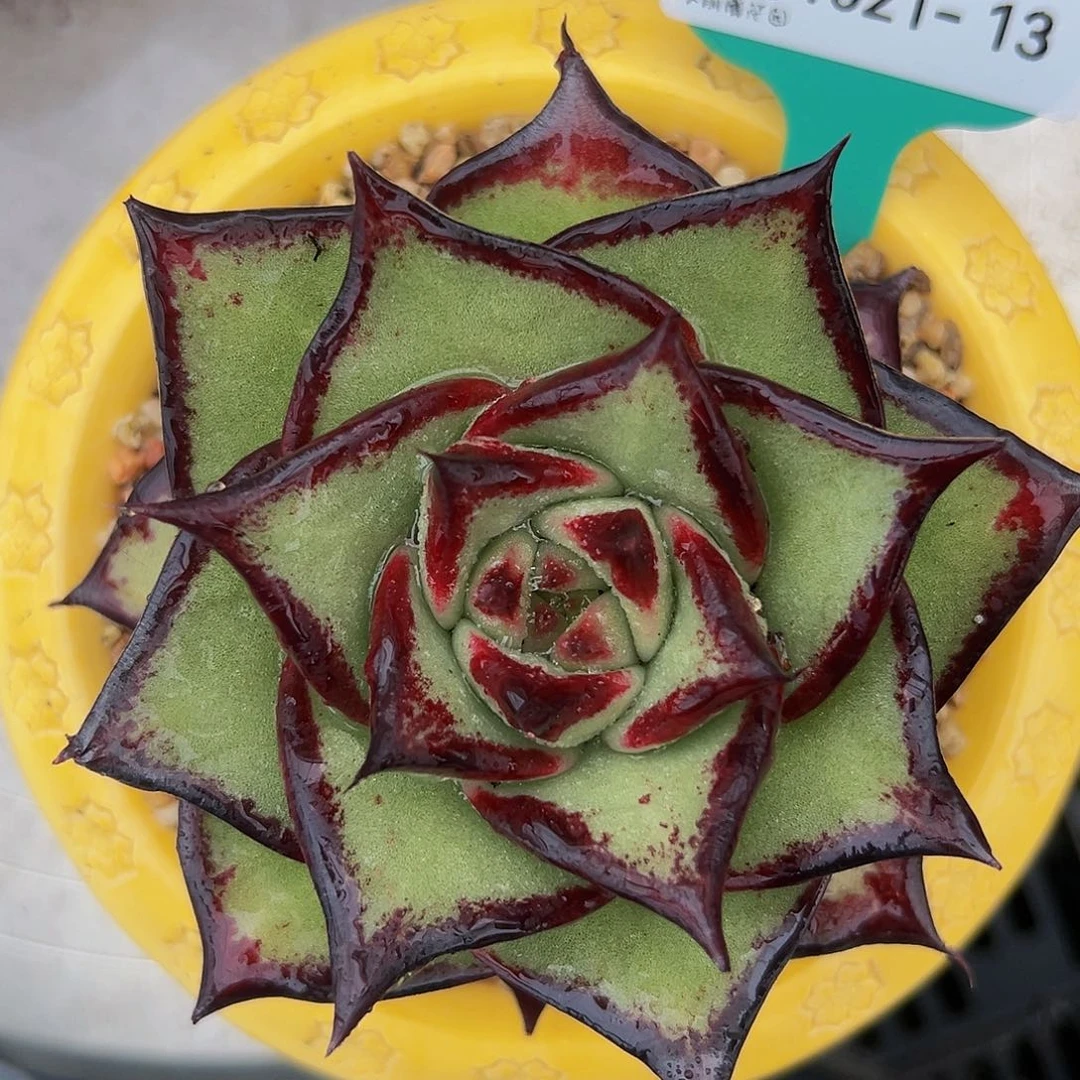 多肉一物一拍编号1021-13