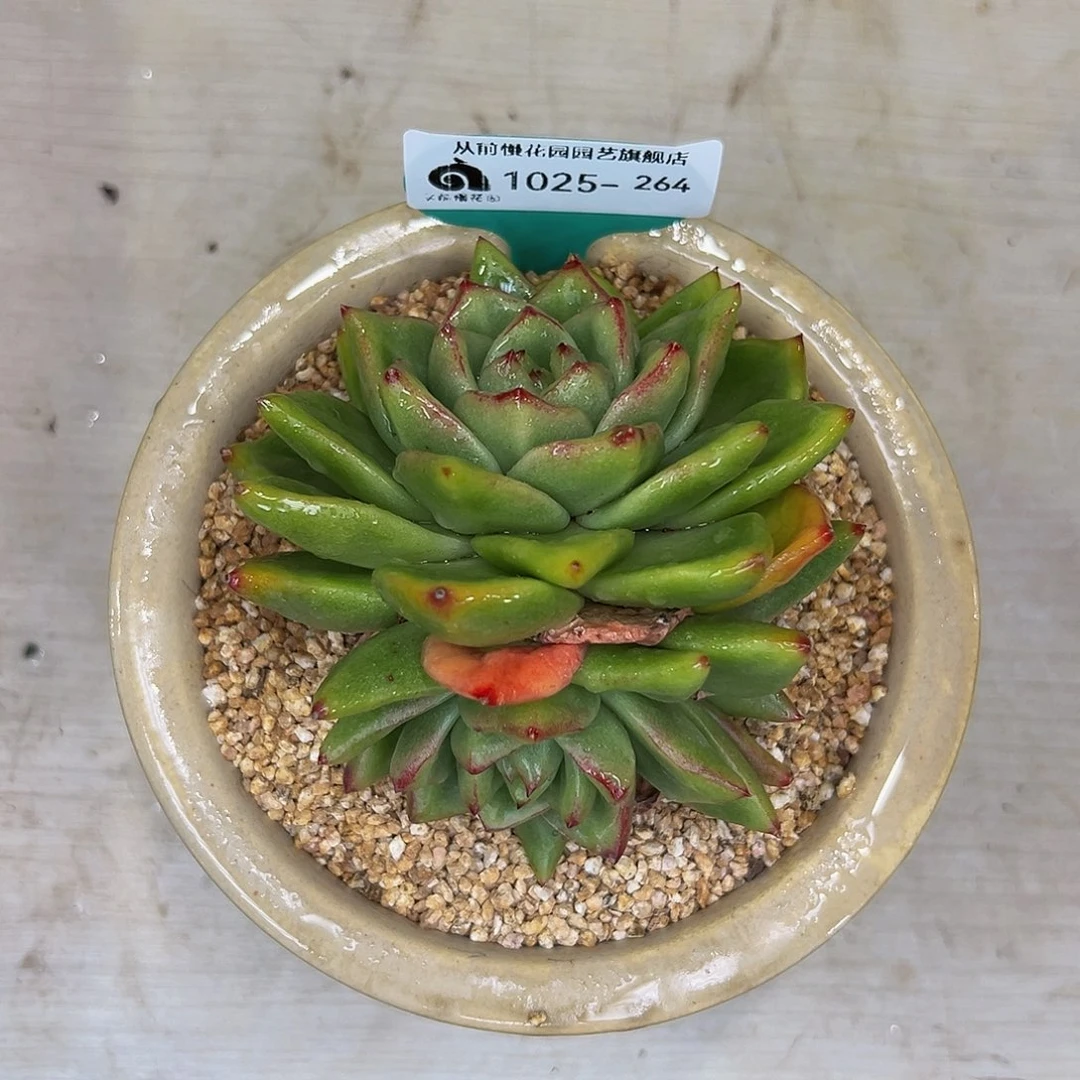 多肉一物一拍1025-264绿钻