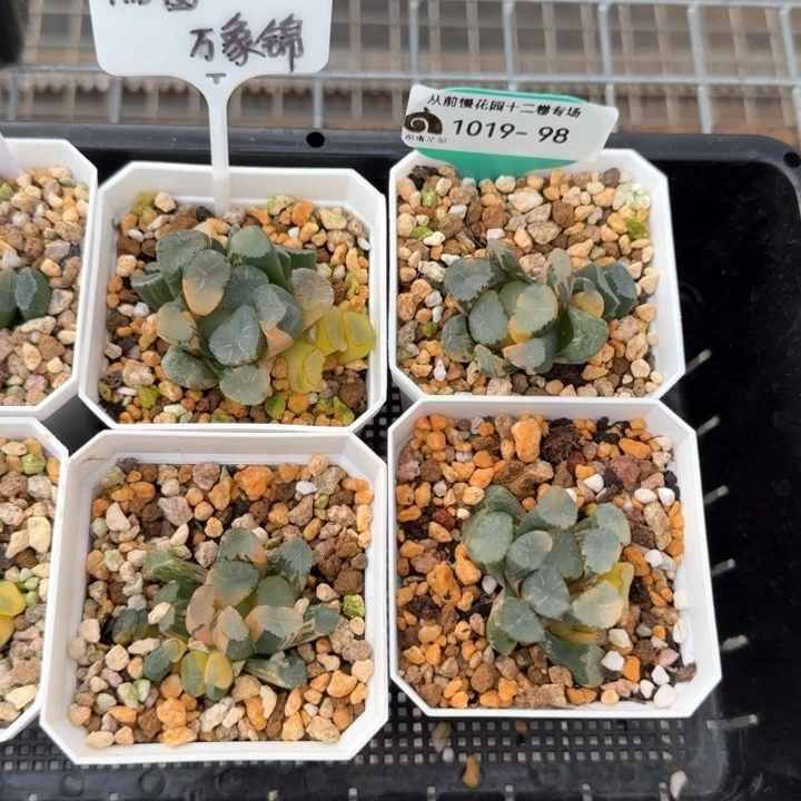 从前慢花园多肉编号1019·98