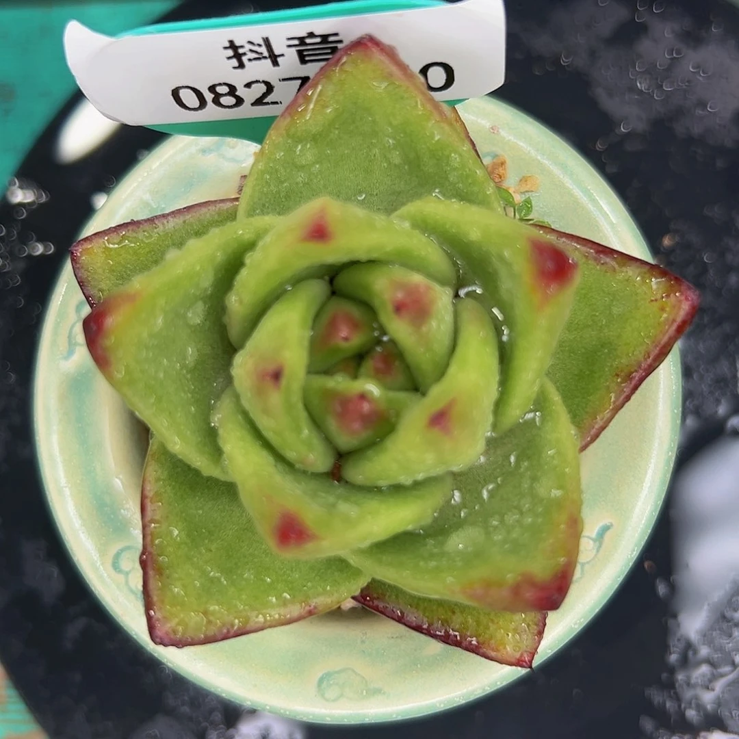 多肉一物一拍0827-50
