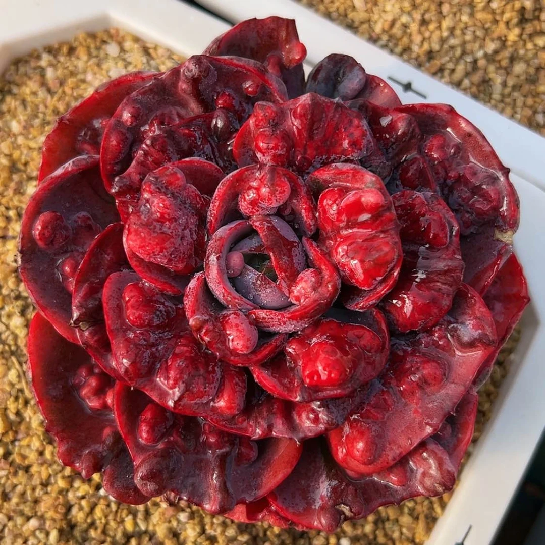 【闪购商品】七彩泡泡多肉