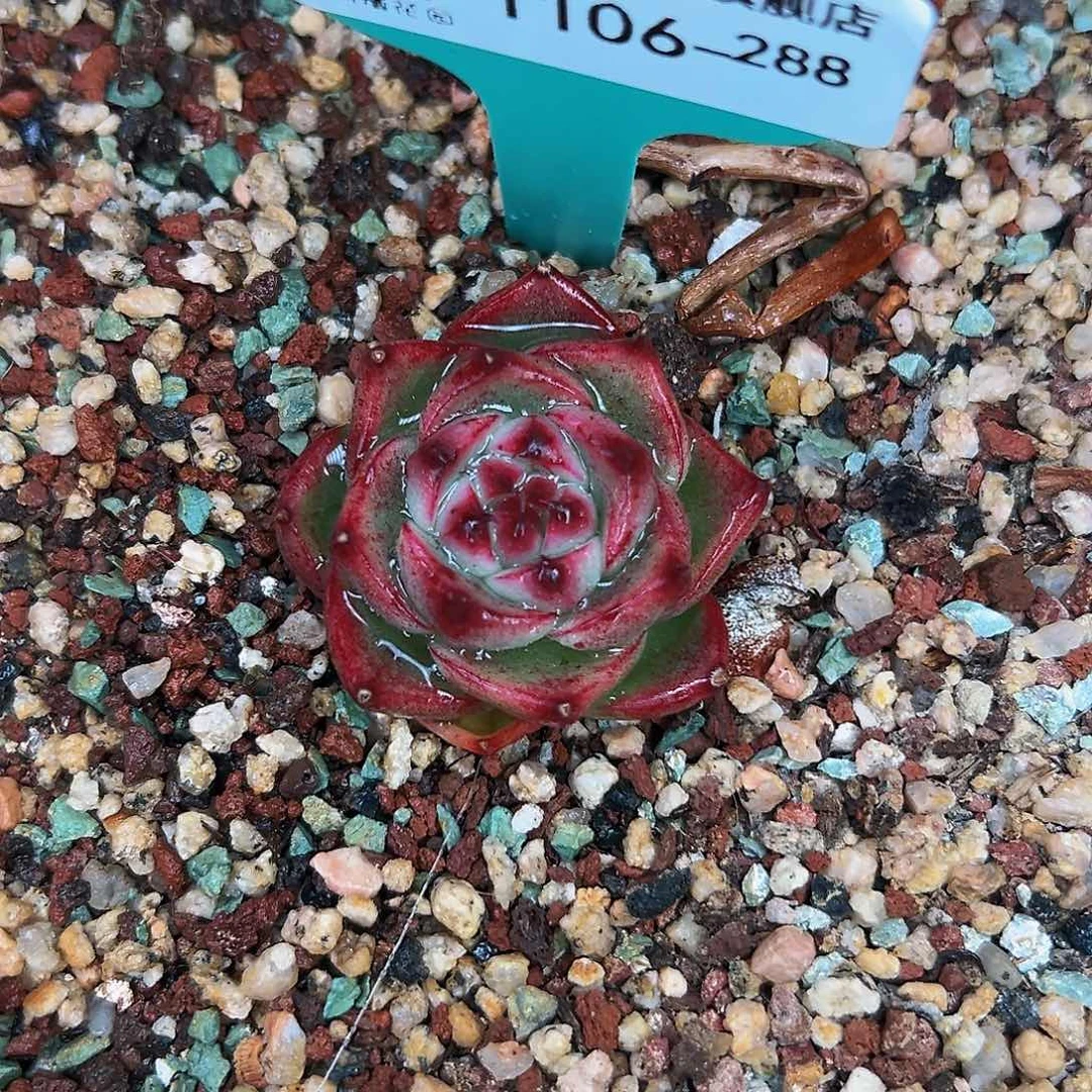 多肉一物一拍1106-288