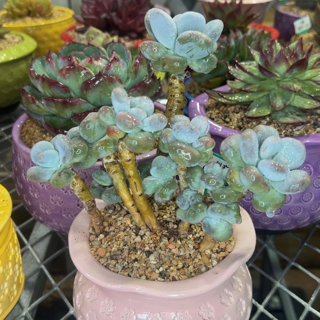 多肉一物一拍0831-27