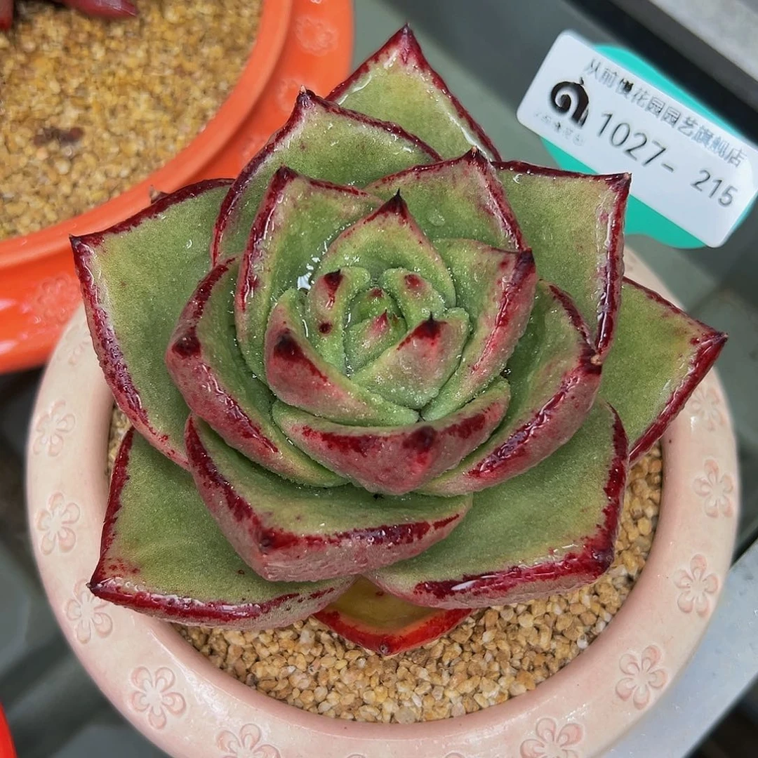 多肉一物一拍1027-215