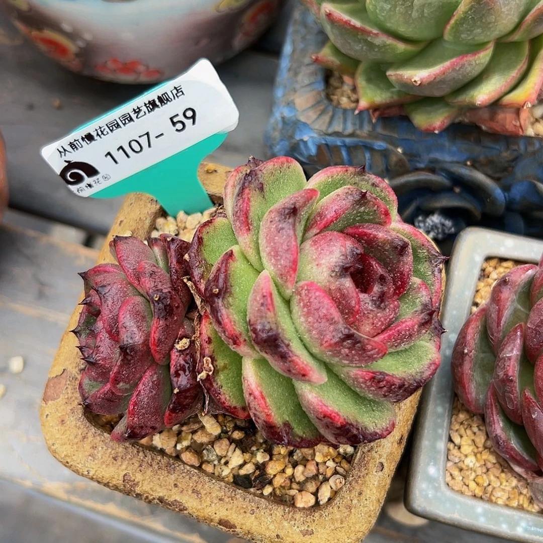 多肉一物一拍1107-59