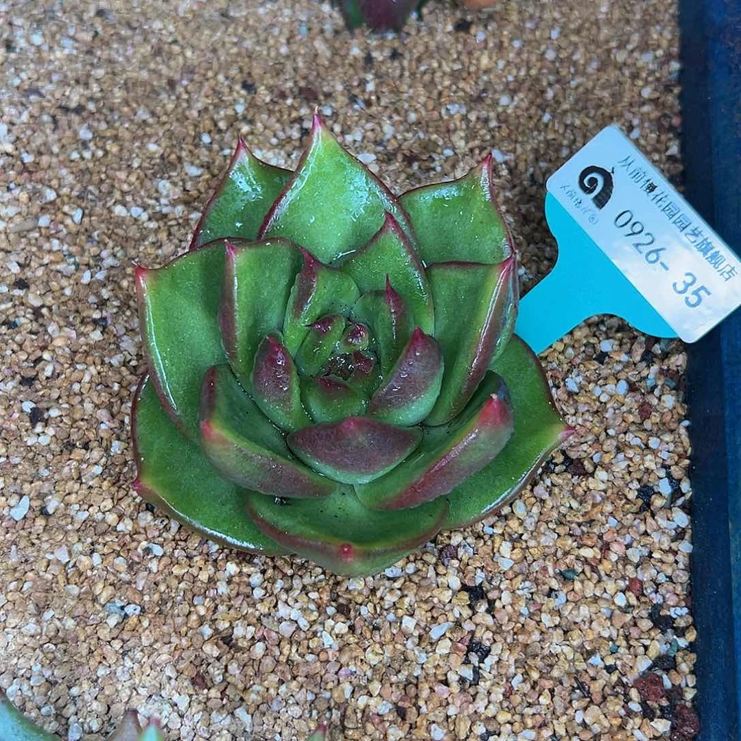 多肉一物一拍0926-35