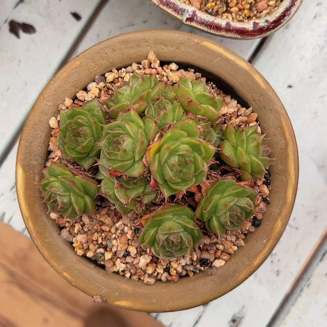 柠****～多肉编号1107-297