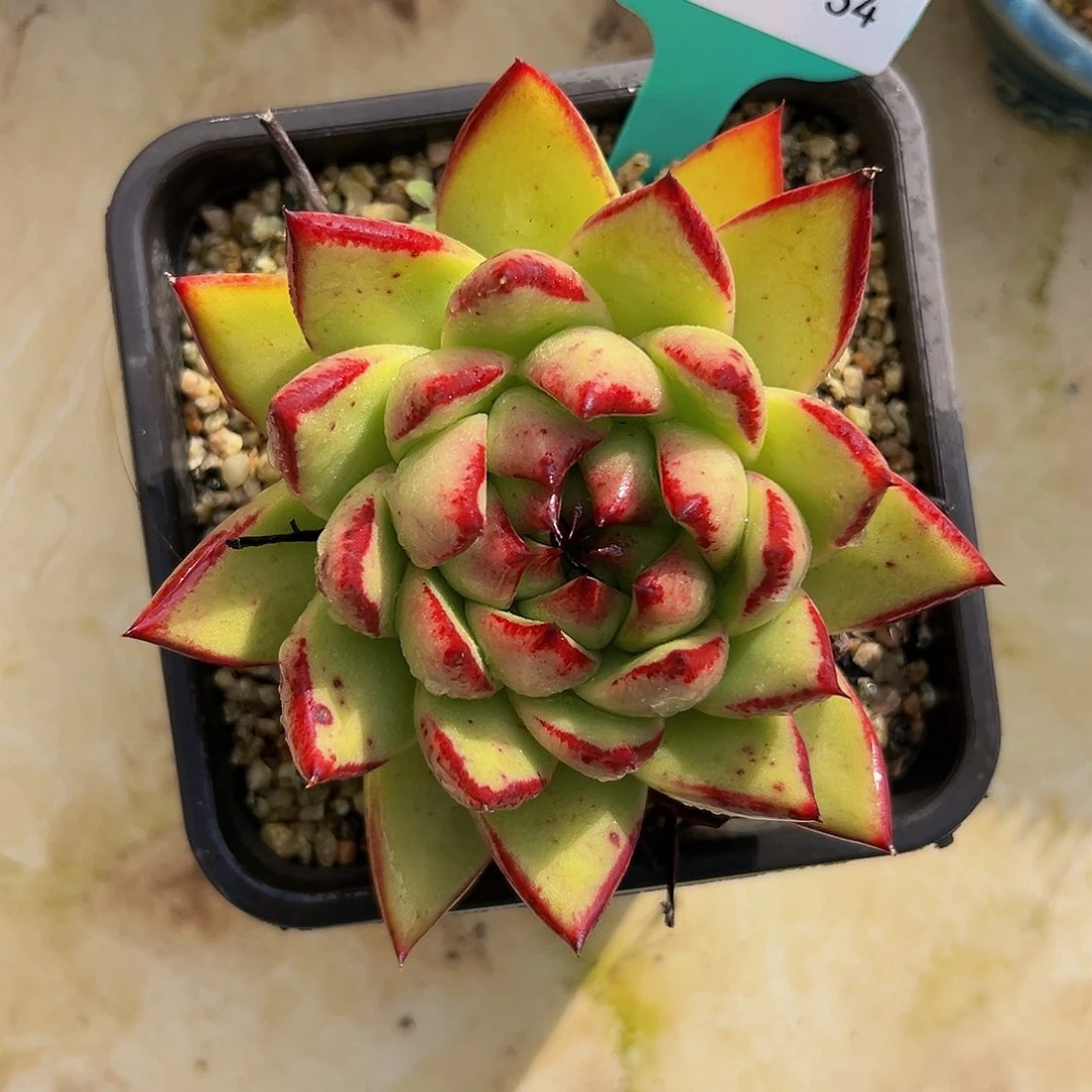 多肉一物一拍编号1024-34