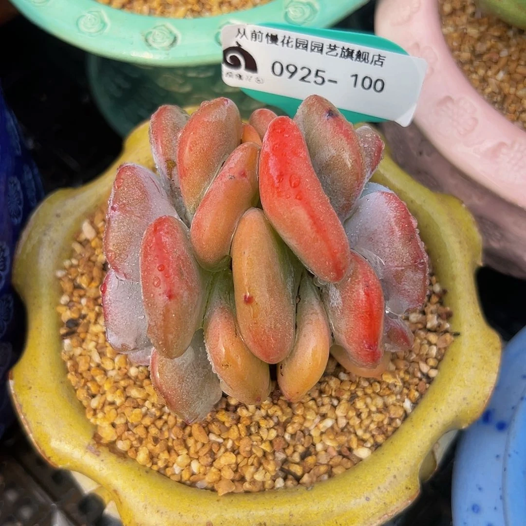 一物一拍编号0925-100