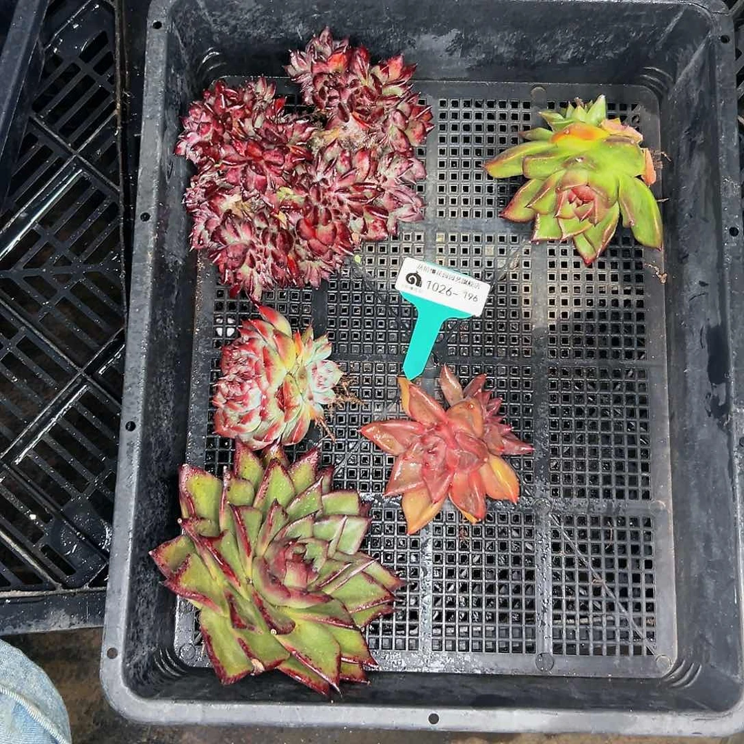 多肉编号1026-196