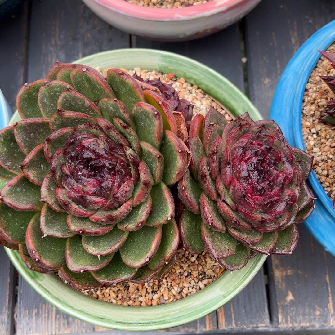 从前慢多肉精选编号1102.32