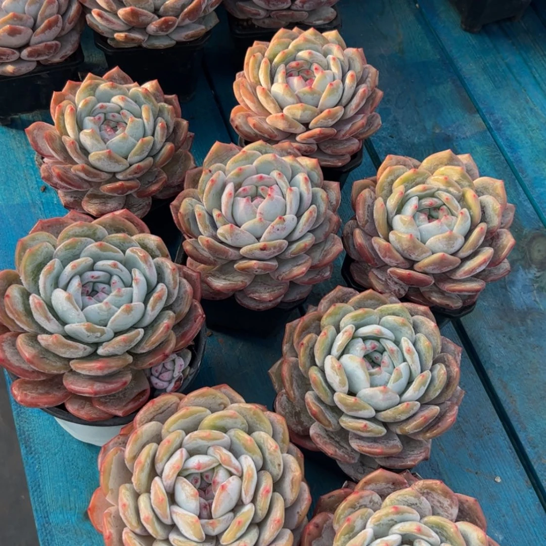 【闪购商品】单头橙子