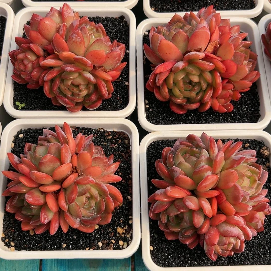 【闪购商品】四头全明星多肉