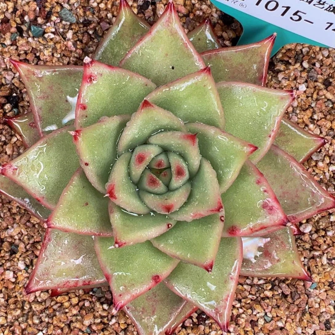 从前慢多肉精选编号1015.149