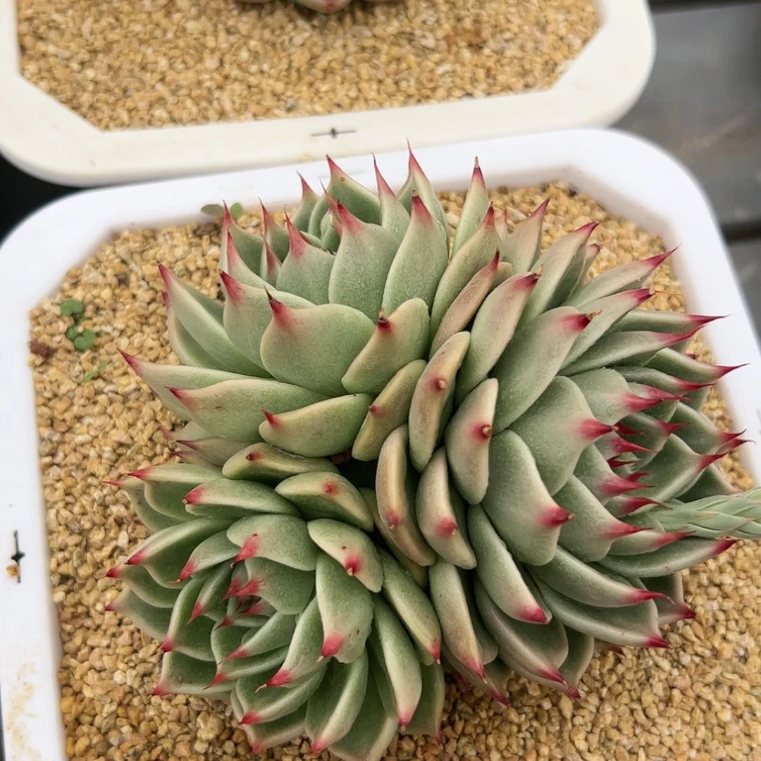 【闪购商品】托斯卡纳里