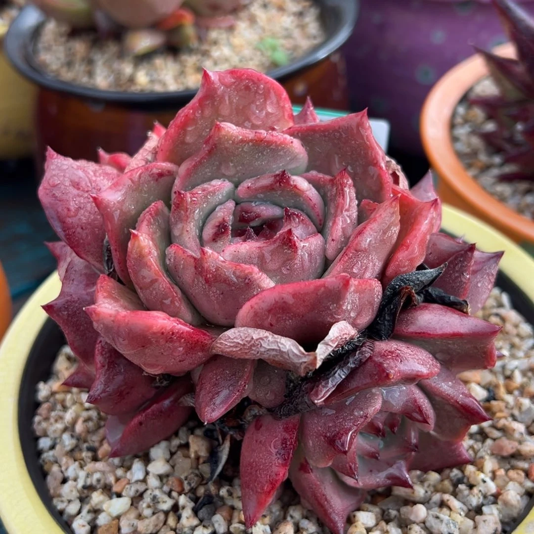 从前慢多肉精选编号1017.13