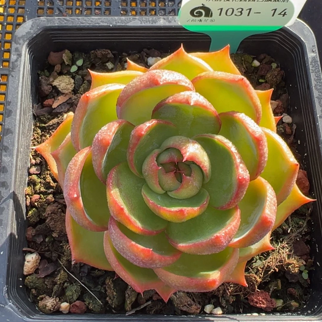 从前慢多肉精选编号1031.14