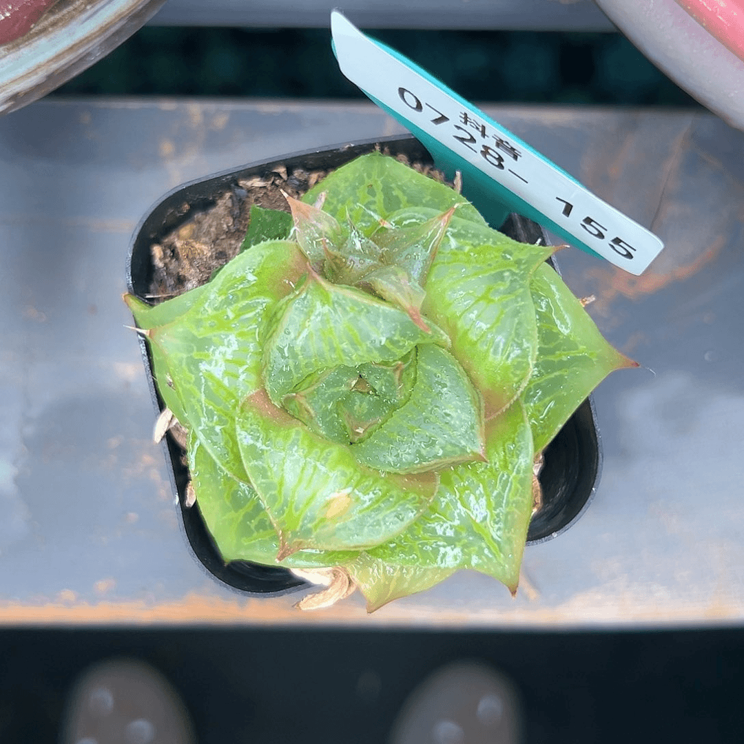 从前慢多肉-0728-155