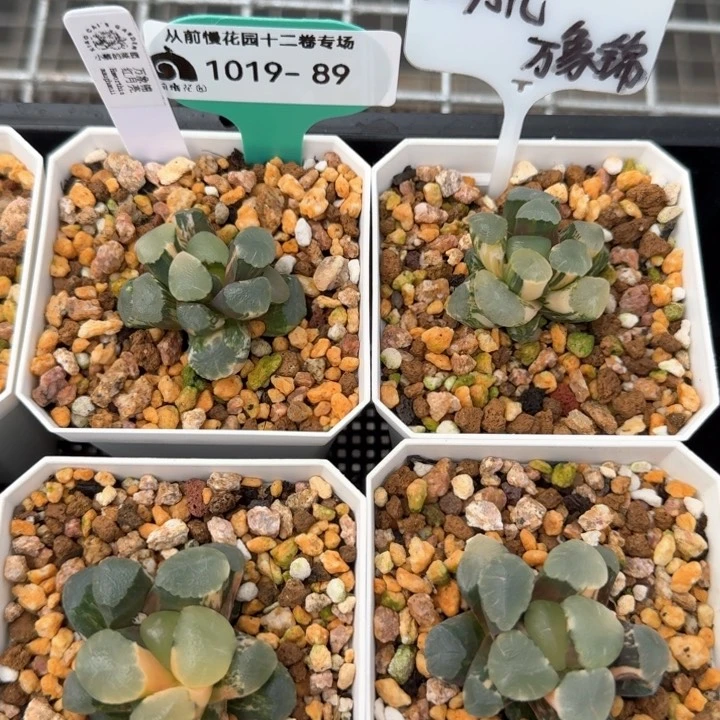 从前慢花园多肉编号1019·89