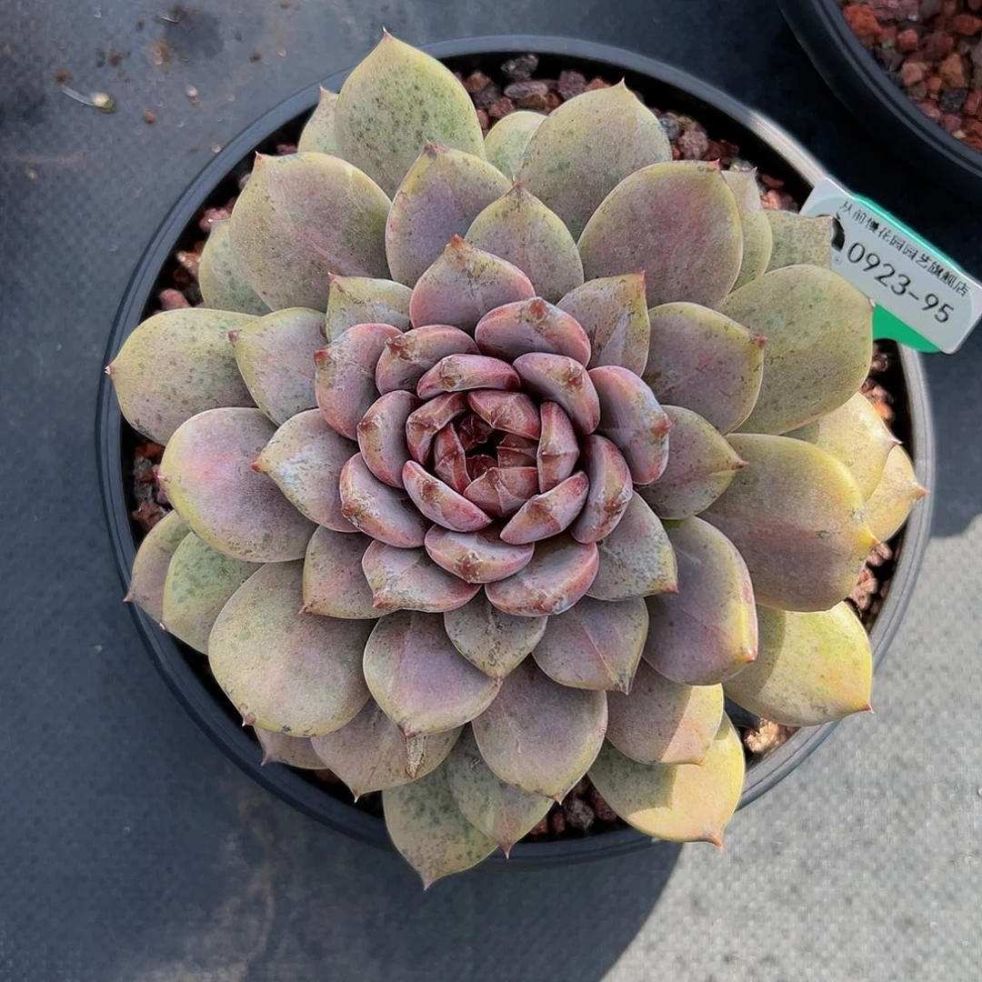 从前慢多肉精选编号0923.95