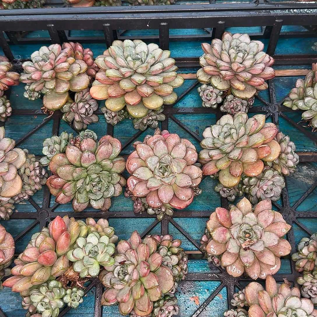 从前慢花园多肉编号葡萄