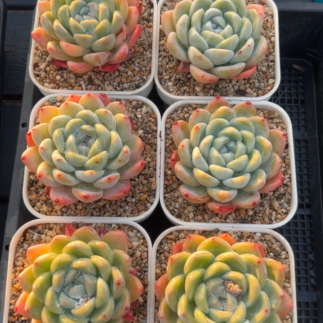 【闪购商品】玉蝴蝶发二多肉