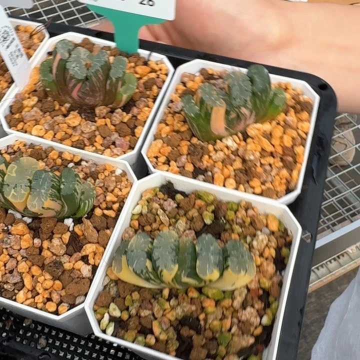 从前慢花园多肉编号1019-26