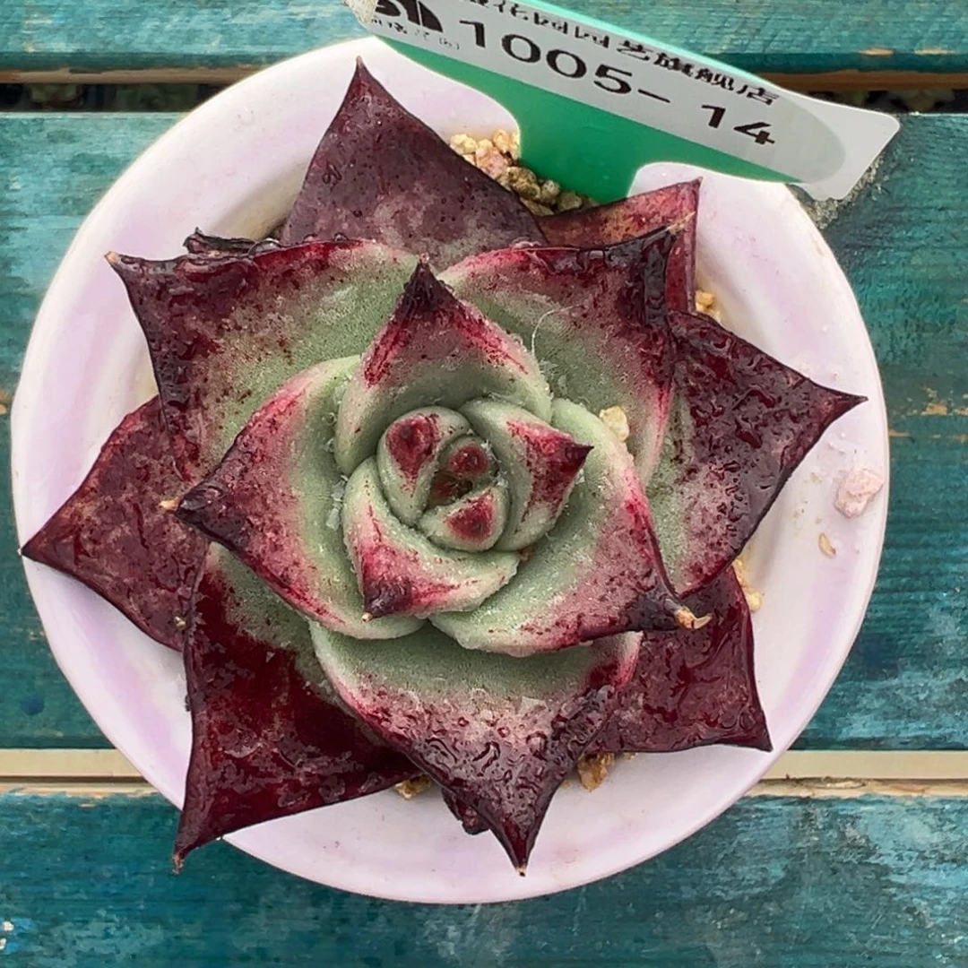 从前慢多肉精编号1005.14