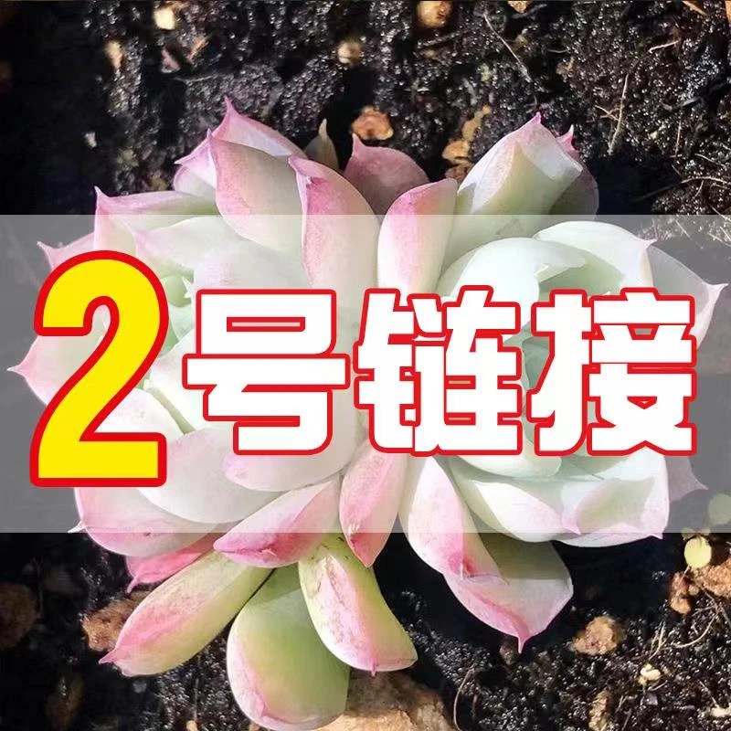 【从前慢花园】    (21-40)  多肉 2号链接