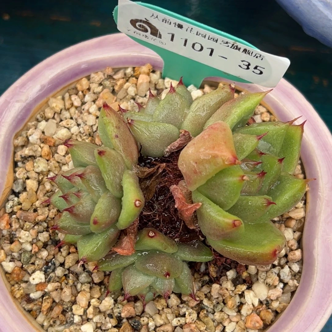从前慢多肉精选编号1101.35