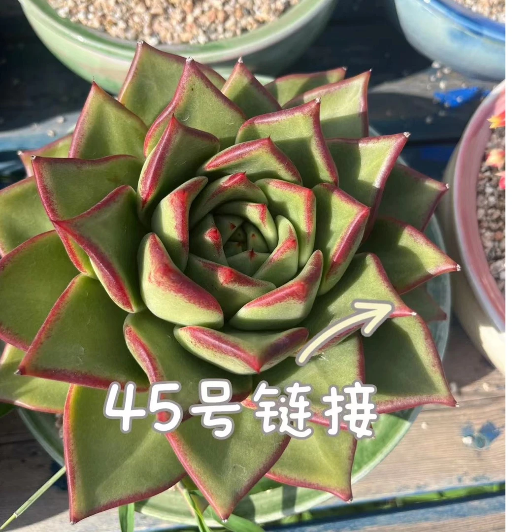 【从前慢花园】   （441-450）多肉直播    45号链接