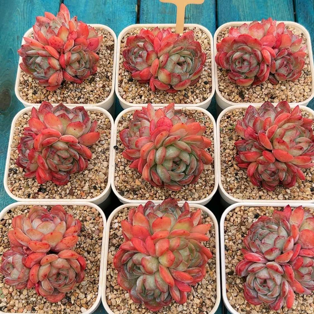 【闪购商品】全明星多肉