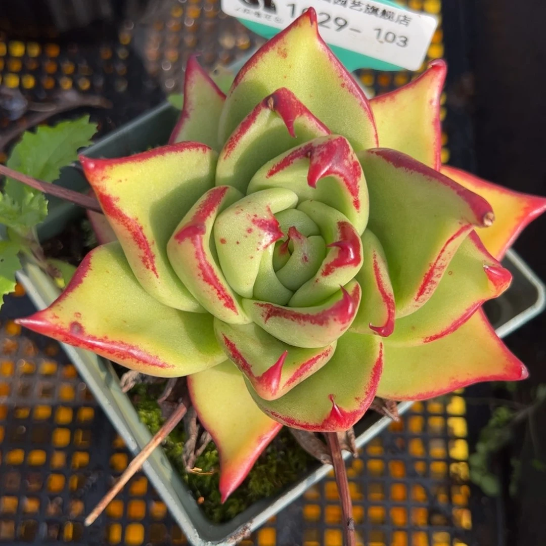 从前慢多肉精选编号1029.103