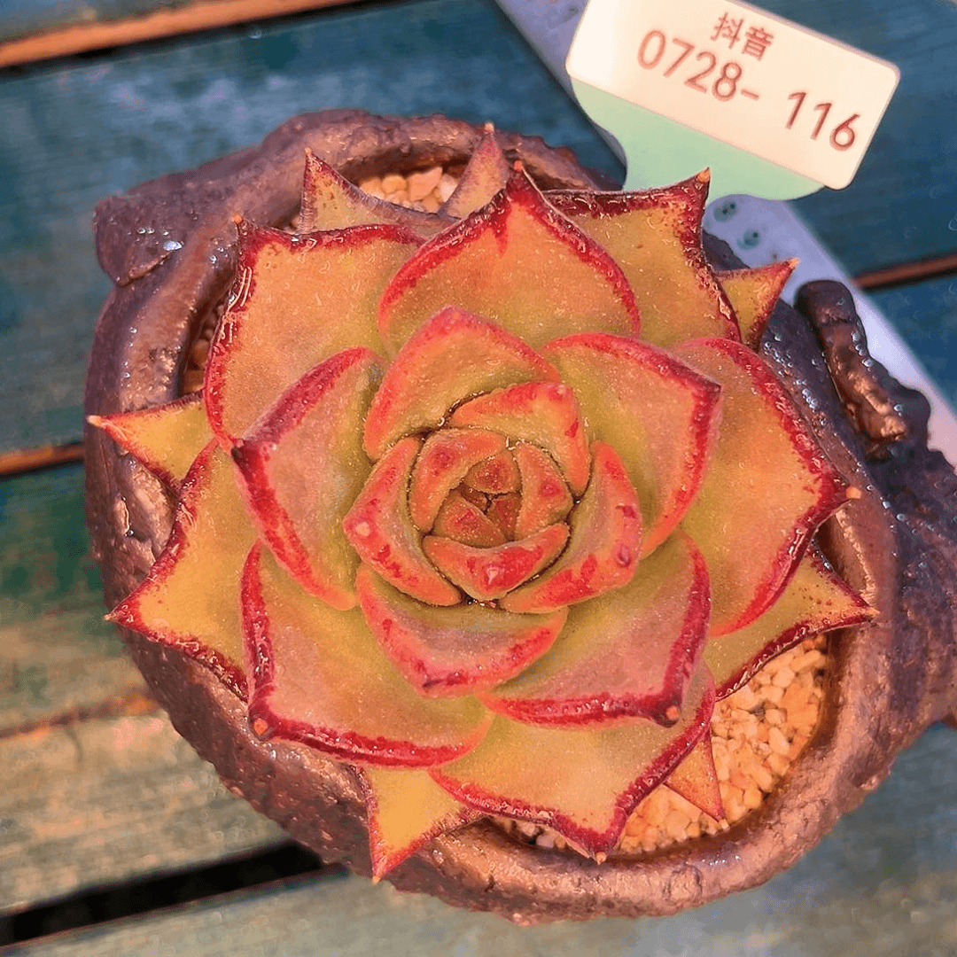 多肉一物一拍0728-115红茶鸳鸯