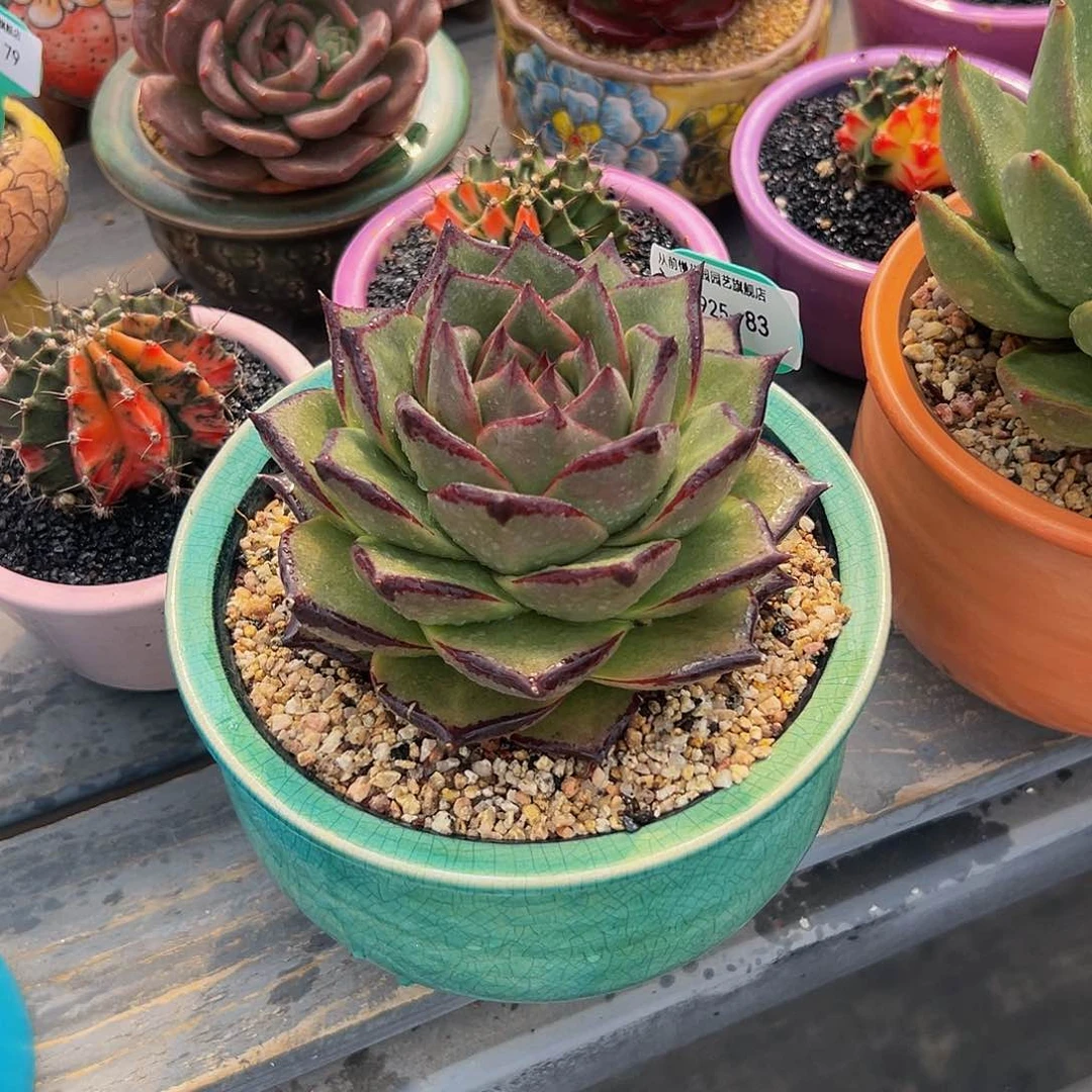 一物一拍编号0925-83