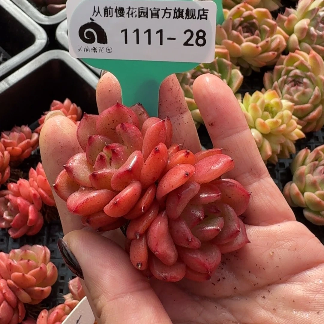 从前慢花园多肉编号11.11-28