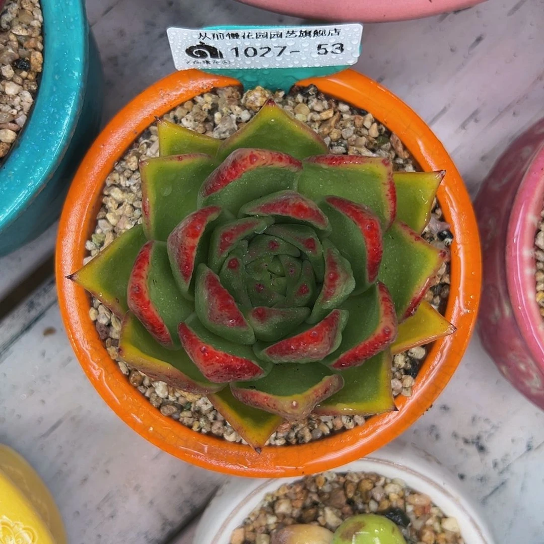 多肉一物一拍1027-53