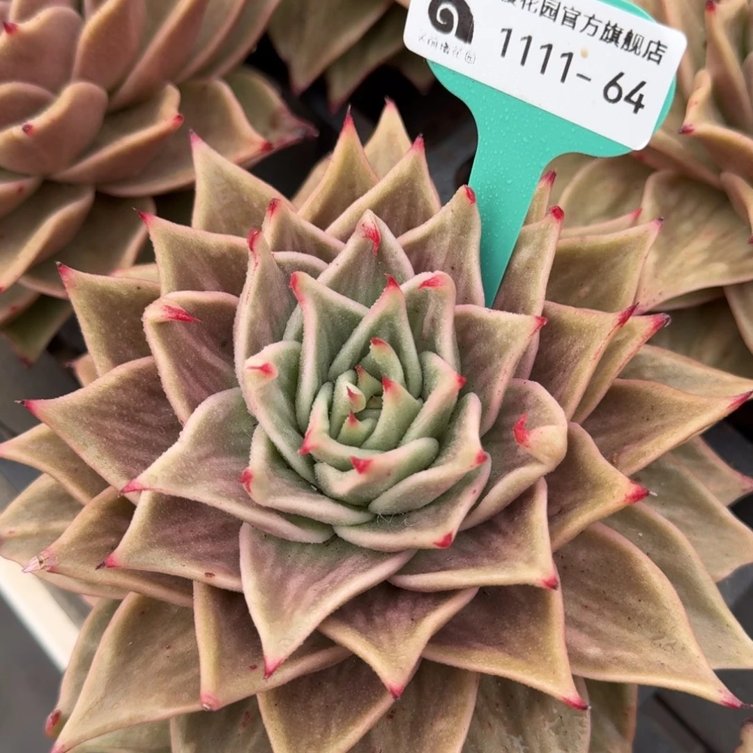 从前慢花园多肉编号1111-64