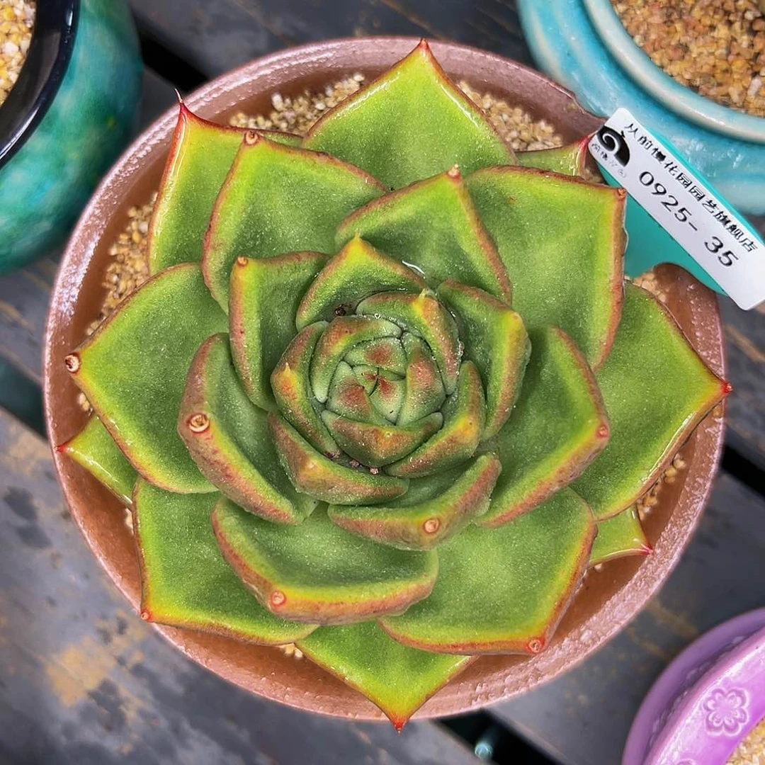 多肉一物一拍0925-35