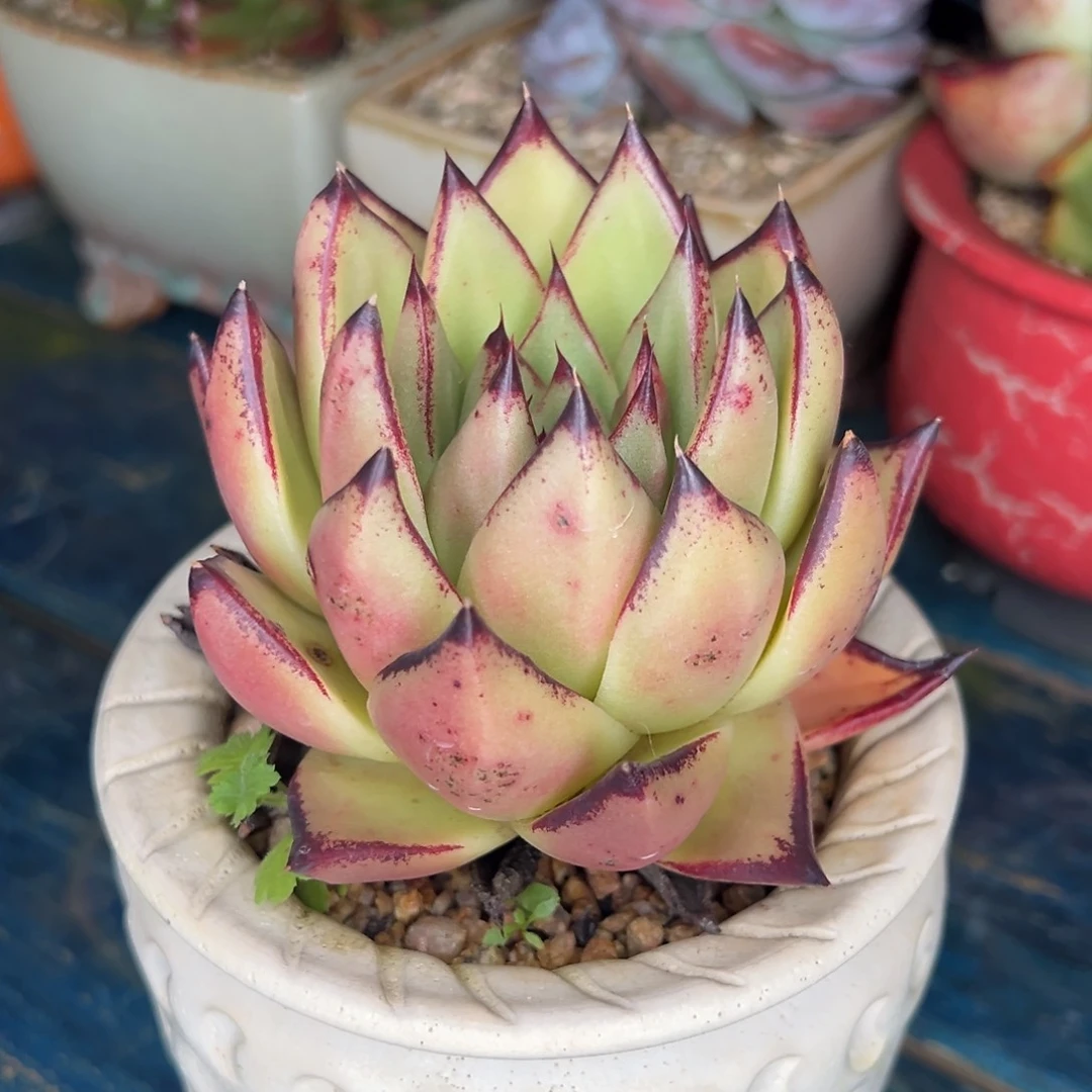 从前慢多肉精选编号0922.76