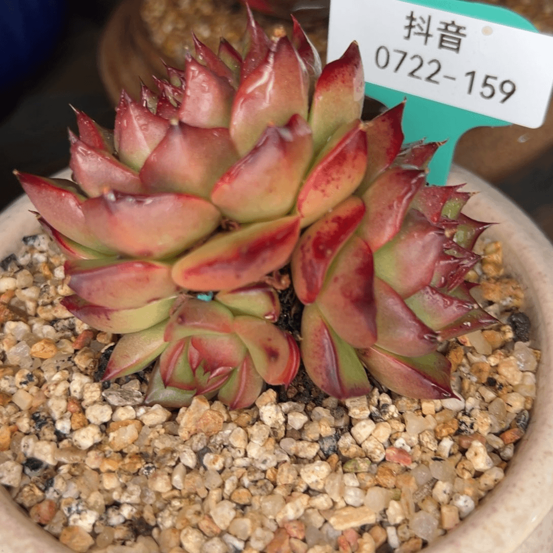 从前慢多肉精选编号0722.159