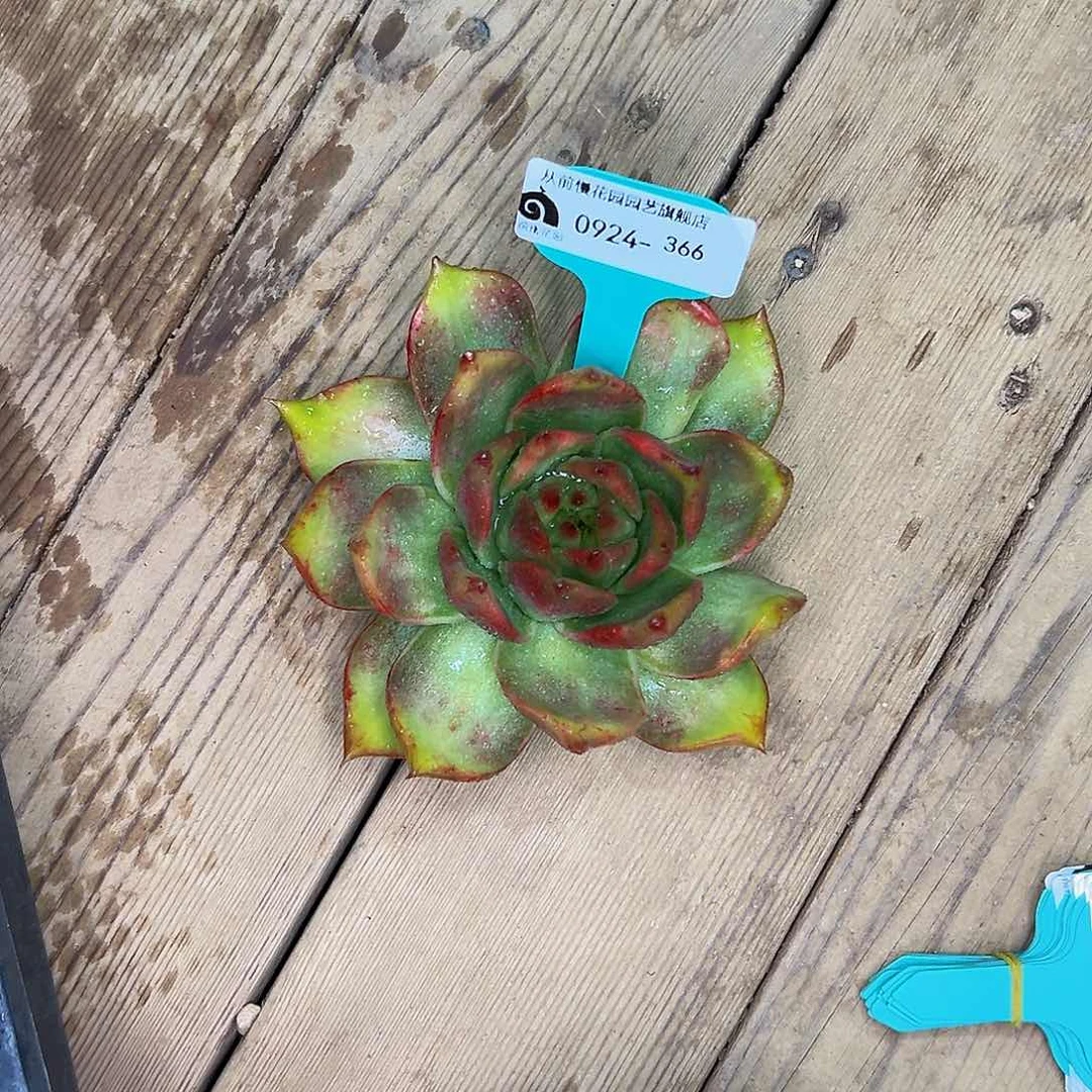 傻**名多肉一物一拍0924-366