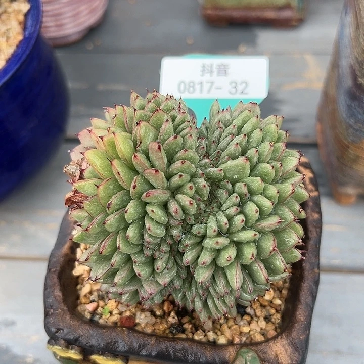 从前慢花园多肉编号0817-32