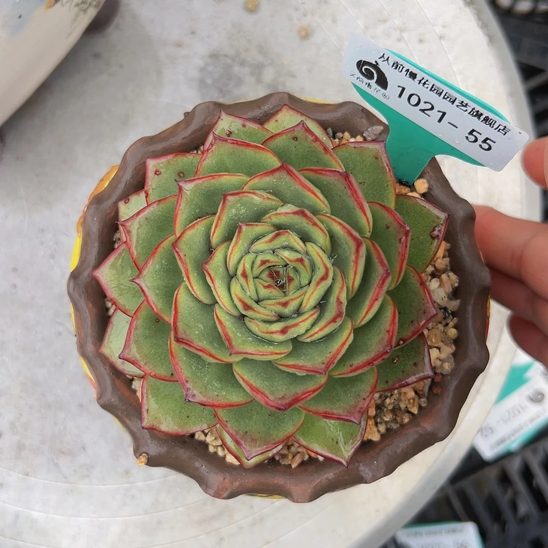 多肉一物一拍编号1021-55